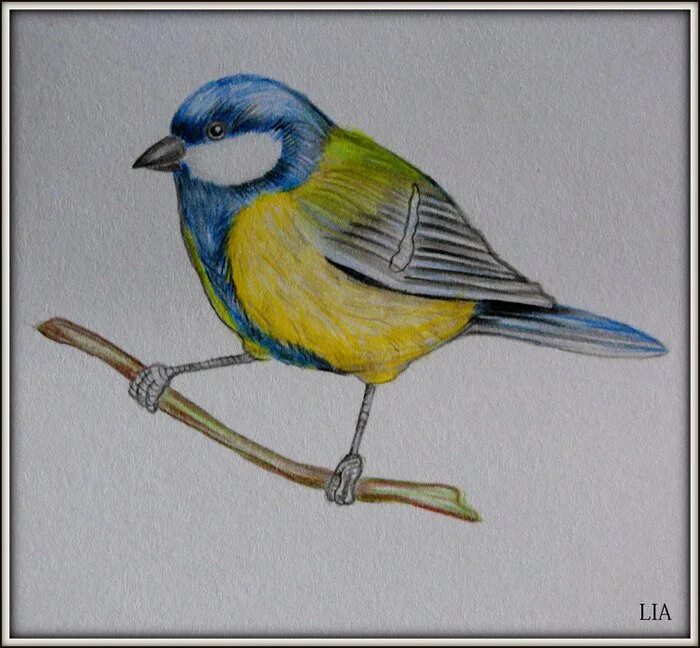 Синица рисунок. Рисование с детьми синичка. Рисование синицы карандашом. Детские рисунки птиц.