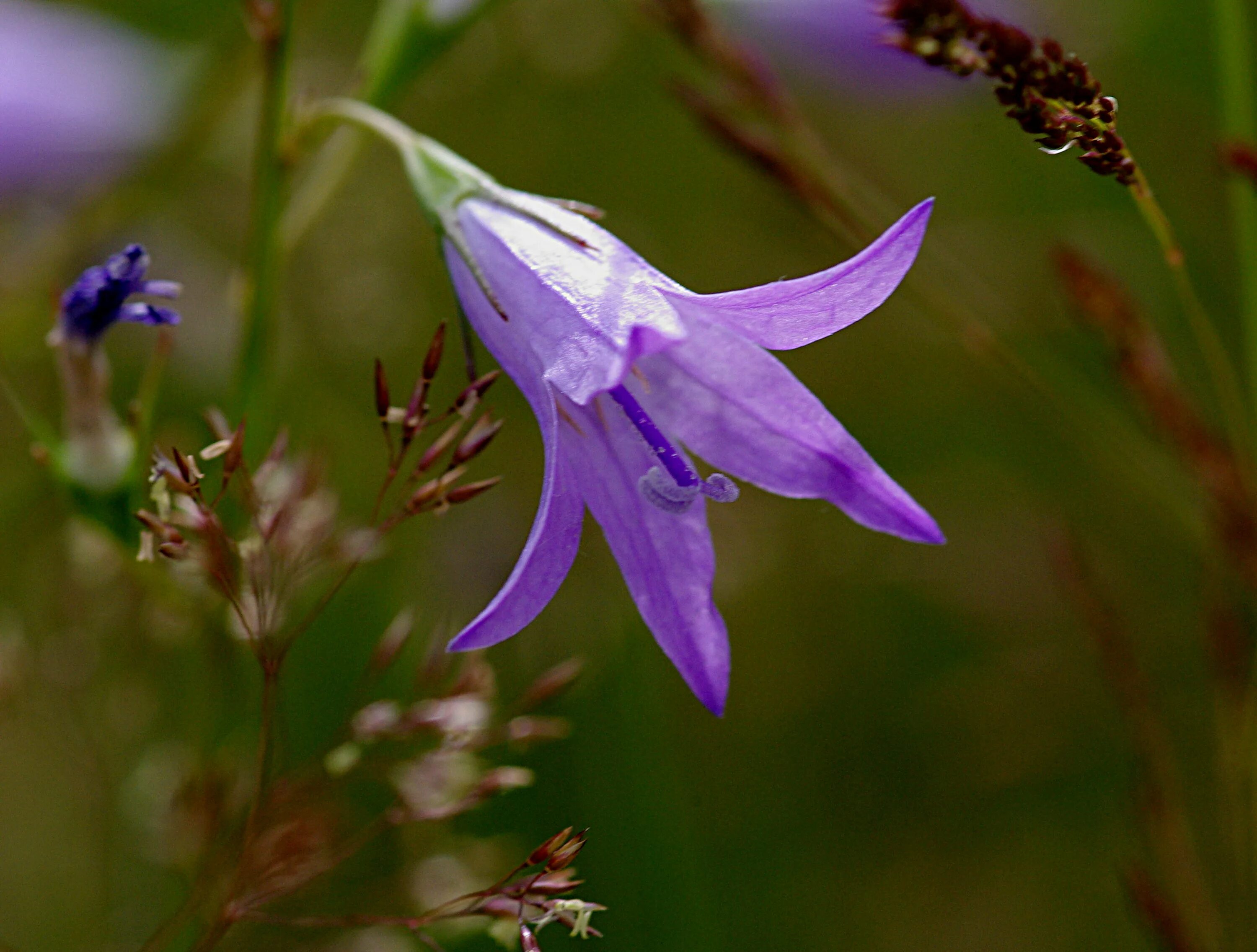 Campanula patula. Campanula patula листья. Campanula altaica. Колокольчик алтайский