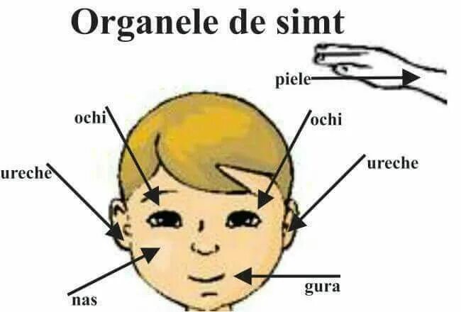 Симт. Симптом подвешивания лессажа. Все о моде cheeky. Sims 5. Trassir лого.