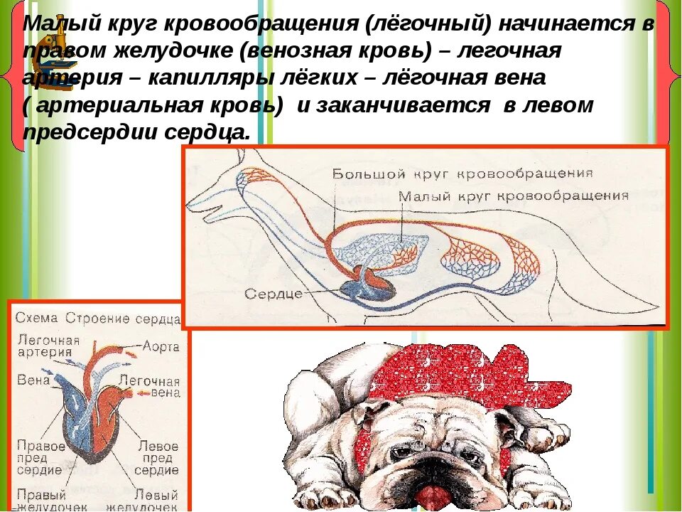 Малый круг кровообращения у млекопитающих. Схема малого круга кровообращения млекопитающих. Малый легочный круг кровообращения. Большой и малый круг кровообращения.