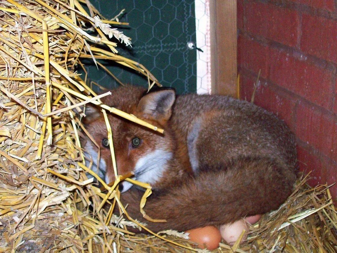 Лиса. Лис с яйцами. Лиса василиса. Пасхальный лис. Лиса с яйцами.