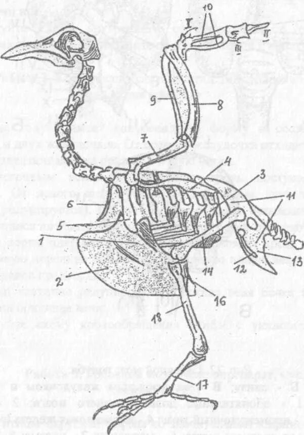 Схема строения выделительной системы птиц. Строение скелета голубя. Тазовый пояс птицы строение. Схема внутреннее строение выделительная системы птиц. Внутреннее строение орла