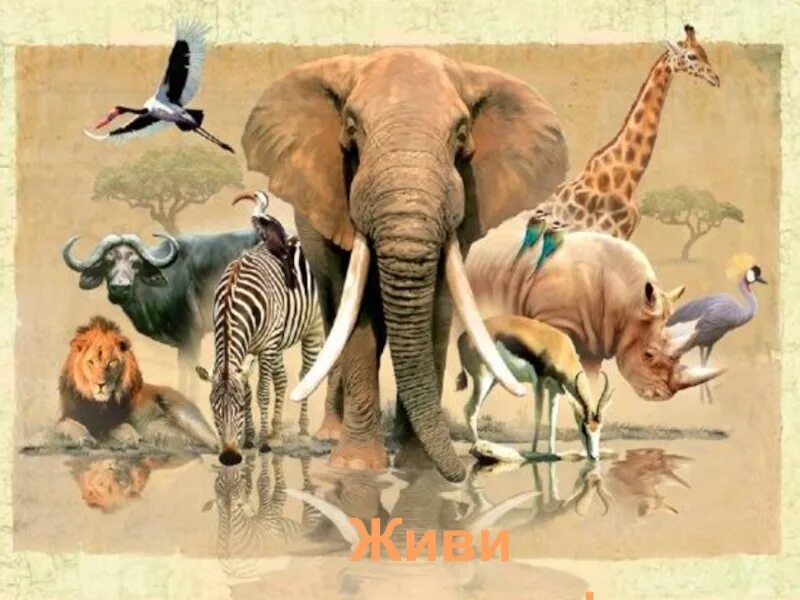 Девять животных. Много животных. Коллаж с животными Африки. Вымирающие животные коллаж. Несколько животных.