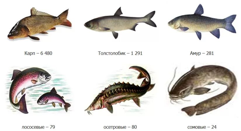 Рыба усач белоруссия. Атлантический лосось salmo salar. Рыбы р б. Речная рыба беларуси. Обыкновенный рыбец.