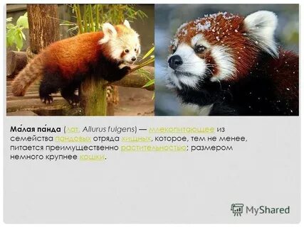 Сообщение малая