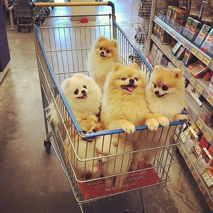 Продам животных