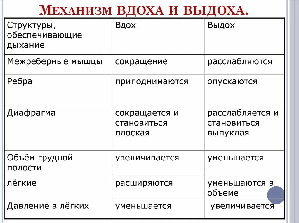 Вдох и выдох таблица. Механизм вдоха и выдоха таблица. Механизм вдоха и выдоха 8 класс. Механизм вдоха и выдоха схема. Механизм дыхательных движений вдоха и выдоха.