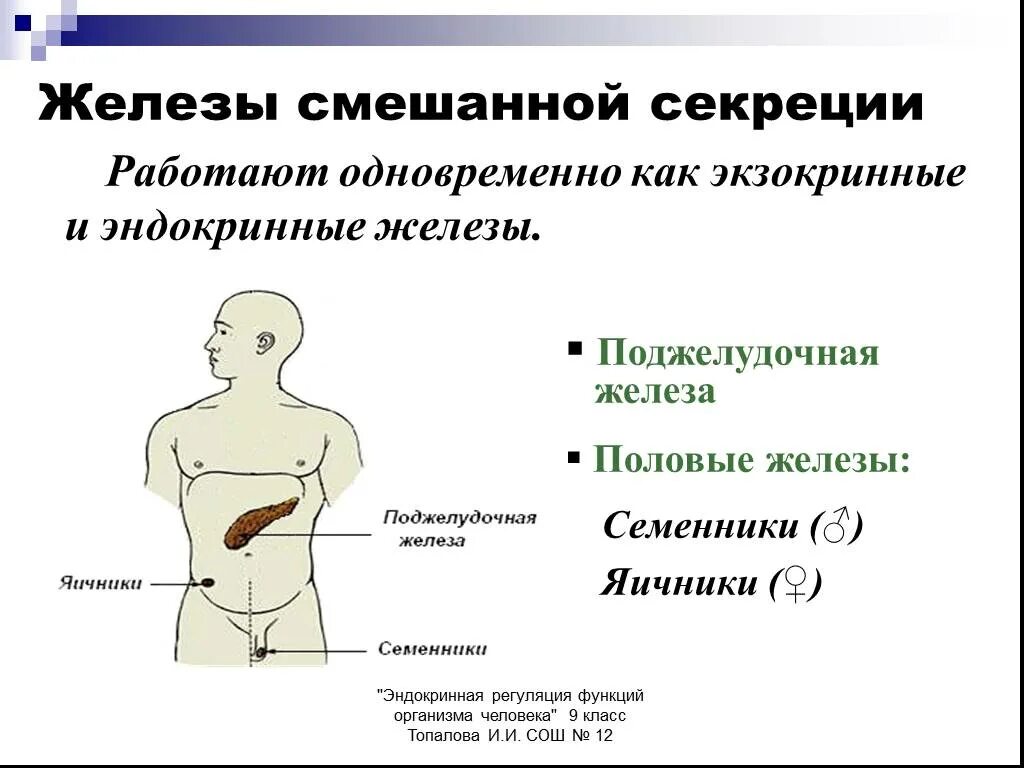 Характеристика желез организма человека. Железы внутренней секреции. Железы смешанной секреции.. 9 Класс. Функции смешанной секреции желёз. Яичники железы смешанной секреции. Железы смешанной секреции 8 класс биология.