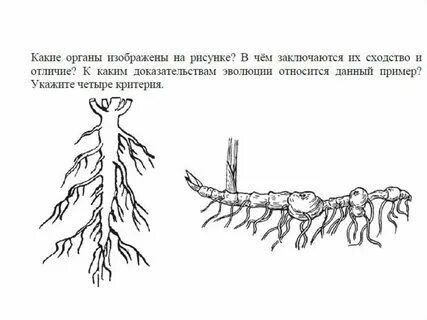 Свела какой корень