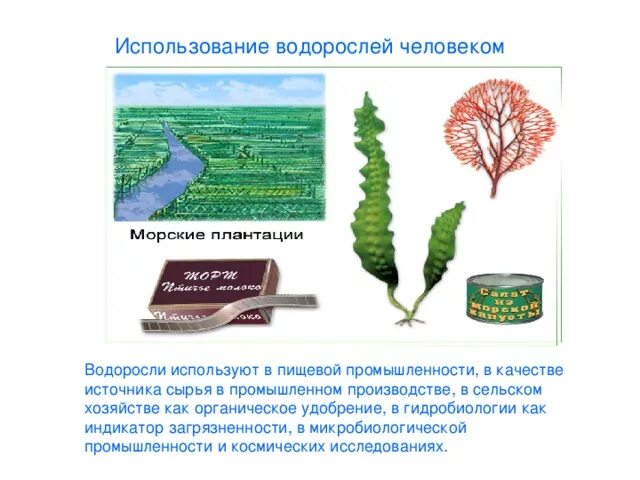 Какие водоросли наиболее часто используются в пищу. Какие водоросли наиболее часто используются в пищу