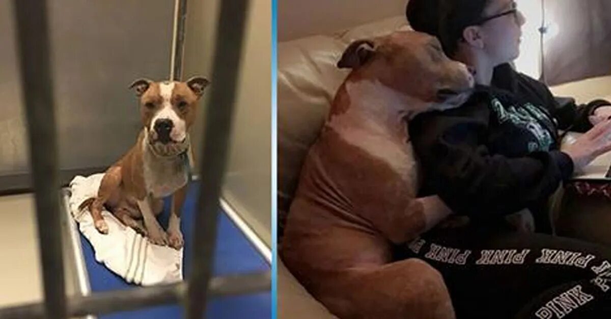 Американский стаффордширский терьер бои. Сбежать от питбуля и булочки янка рам. Питбуль команда. Питбуль халк. Питбуль смешной.