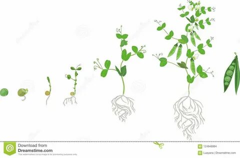 Жизненный цикл завода гороха с системой корня Этапы роста гороха от семени ...