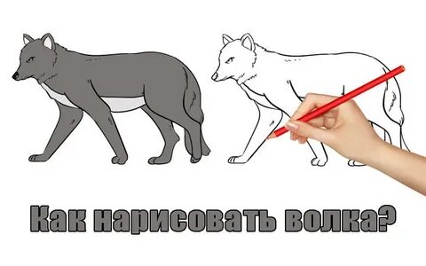 Серый волк нарисовать легко