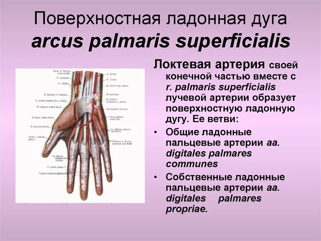 Глубокая ладонная дуга кисти. Поверхностную ладонную дуг. Поверхностная ладонная артериальная дуга. Ладонные артериальные дуги проекция.