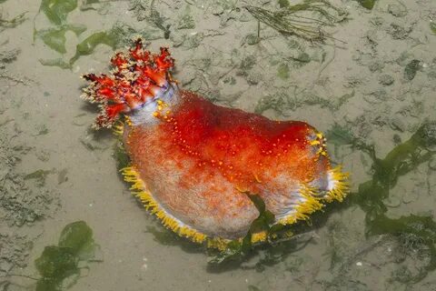 Морское яблоко