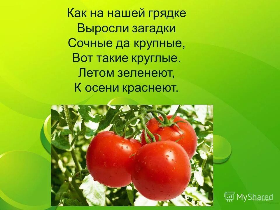 Как на нашей грядке выросли загадки сочные да крупные. Как на нашей грядке выросли загадки сочные да крупные вот такие. Загадки как на нашей грядке выросли загадки сочные да крупные. Загадка про помидор для детей. Как на нашей грядке выросли загадки сочные да.
