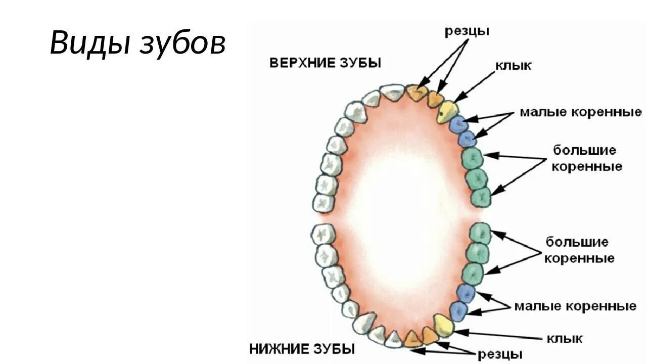 Большие резцы зубы. Резцы клыки малые и большие коренные зубы. Зубы резцы клыки премоляры моляры. Функции резцов Клыков и коренных зубов. Наименования зубов нижней челюсти.