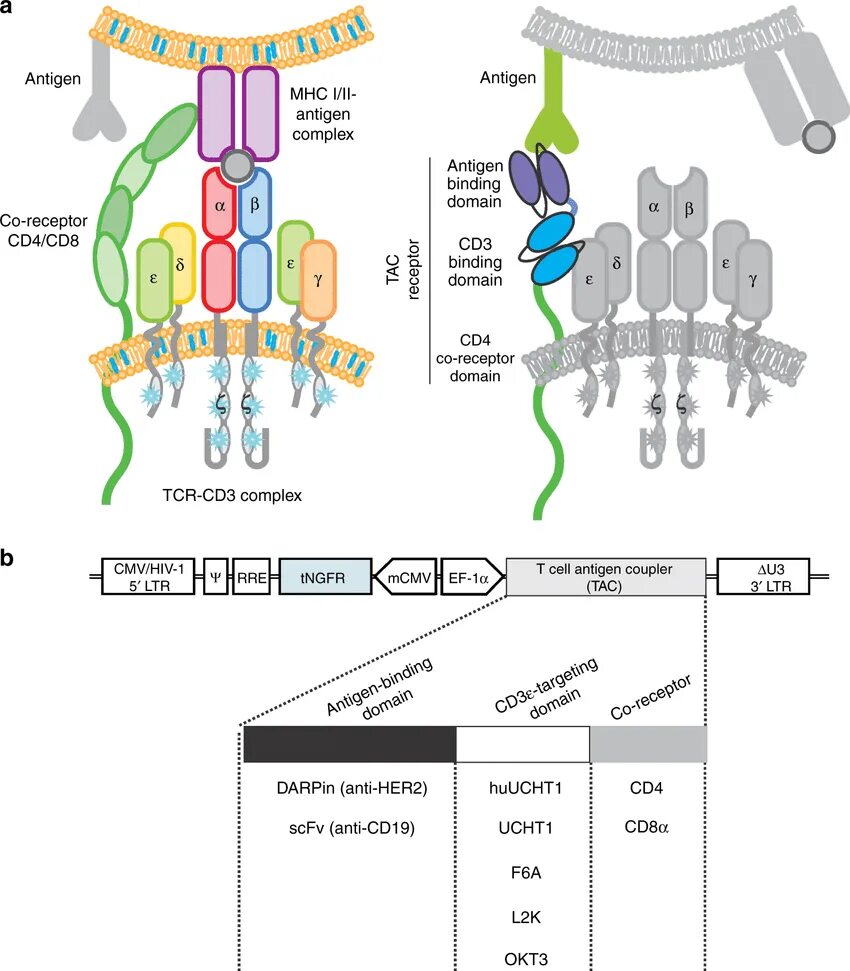 Cd 8 r