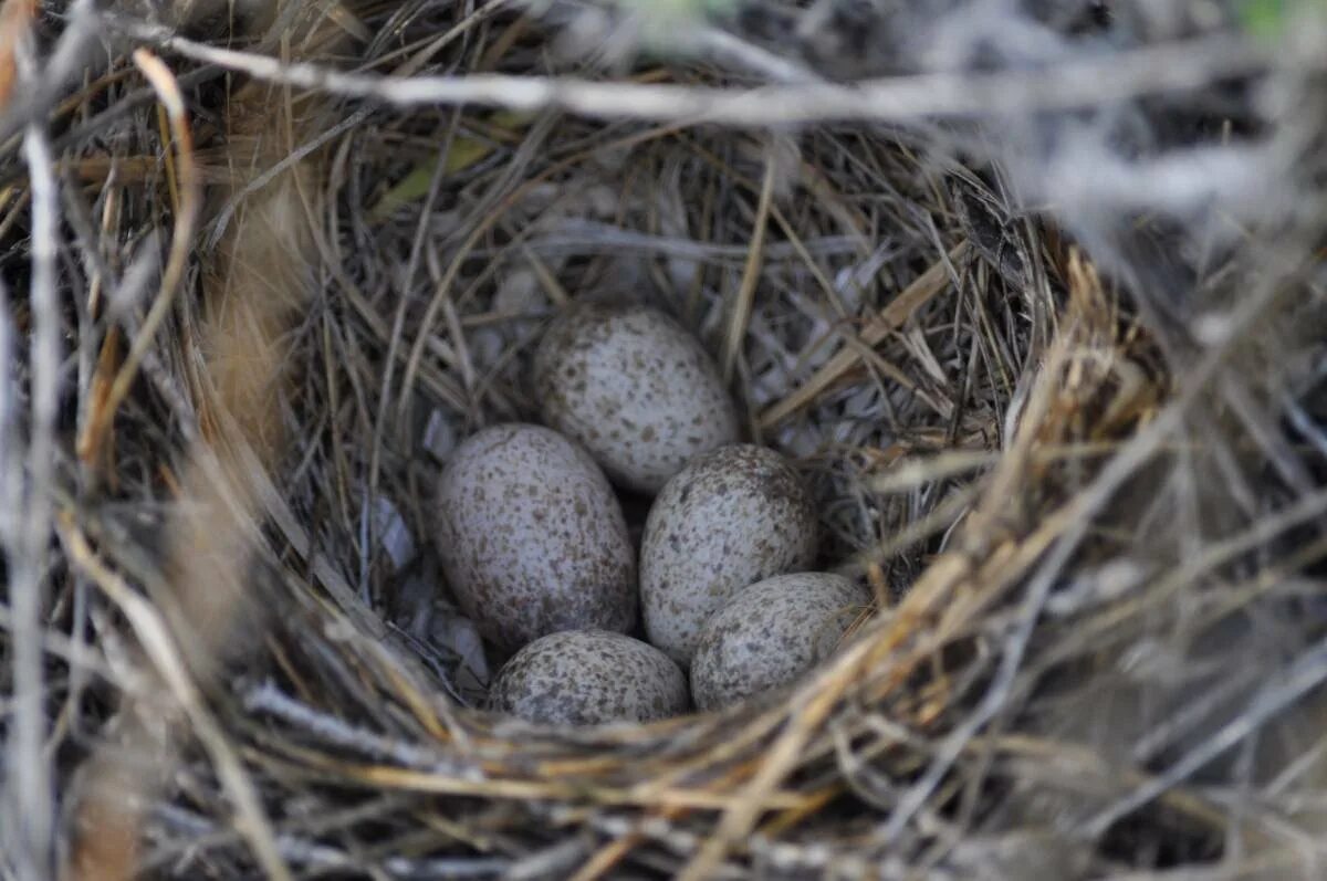Яйца птиц покрыты. Яйца полевого жаворонка. Полевой Жаворонок гнездо. Хохлатый Жаворонок гнездование. Яйца хохлатого жаворонка.