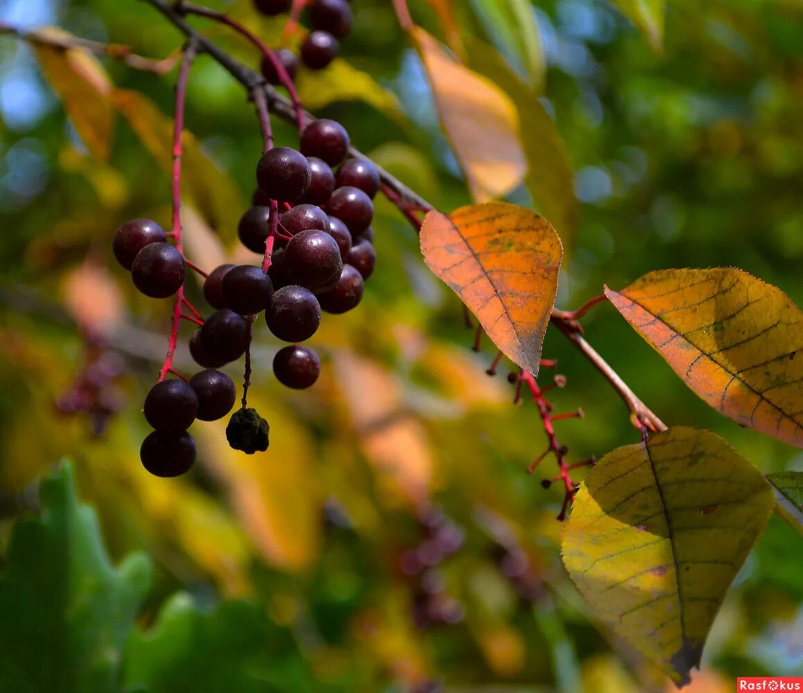 Черемуха виргинская фото. Черемуха виргинская (Padus virginiana). Черемуха виргинская Шуберт ягоды. Черемуха виргинская осенью. Черемуха виргинская Шуберта лист.