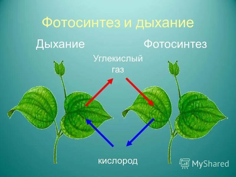 Фотосинтез выделение кислорода. Фотосинтез у растений 2 класс. Фотосинтез углекислый ГАЗ. Фотосинтез и дыхание. Вода выделяется при фотосинтезе