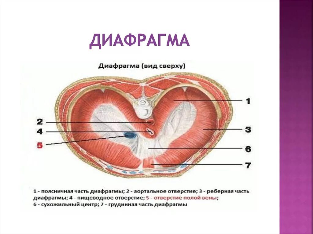 На рисунке обозначена диафрагма