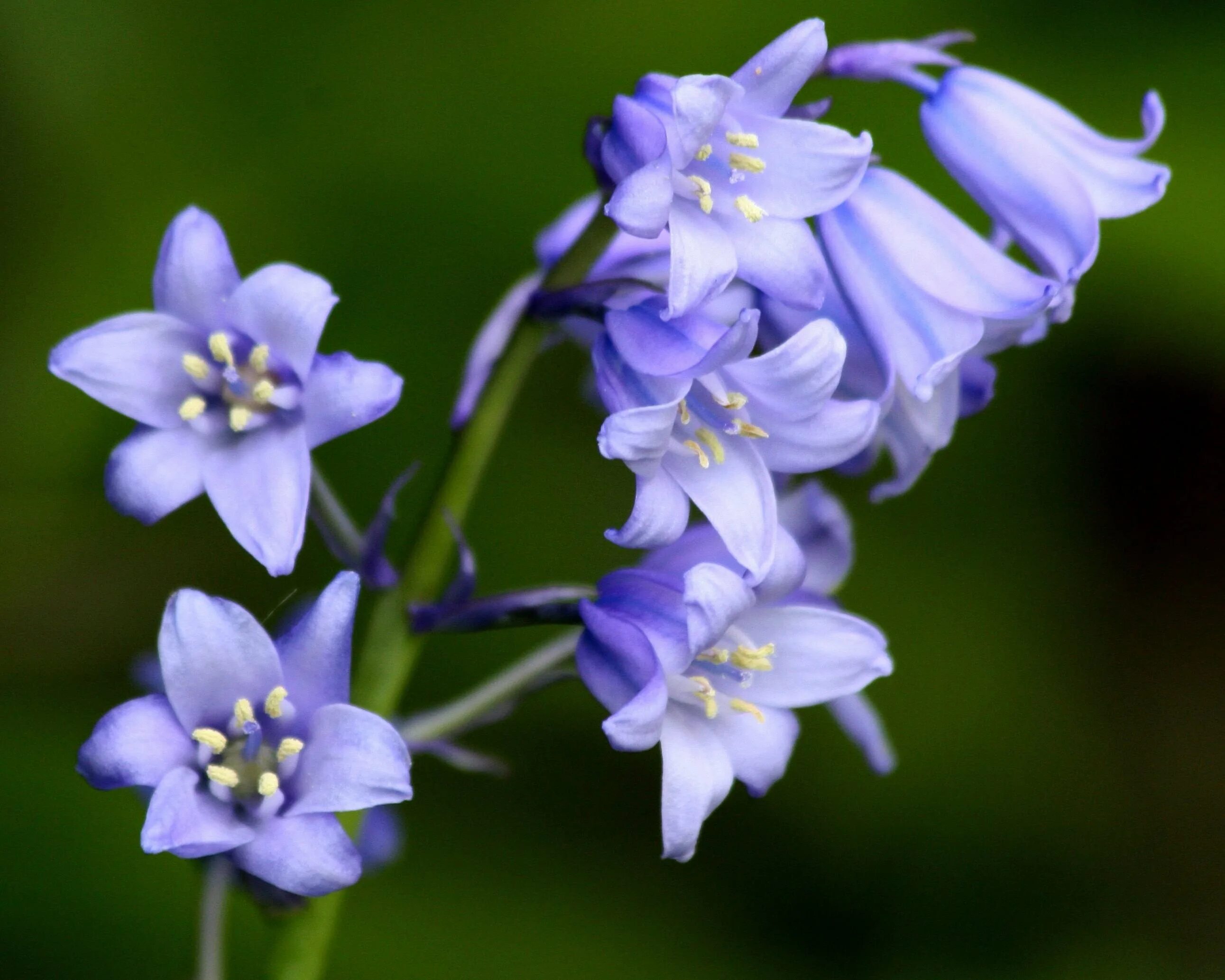 Кампанула синяя. Кампанула синий колокольчик. Колокольчик Campanula Collina. Колокольчик маргаритколистный.