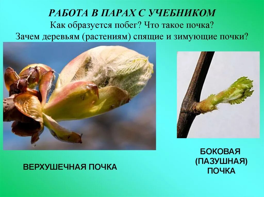 Побег образуется. Пазушная почка у растений. пазушная почка у побега. пазушная почка что такое пазушная почка. верхушечные и пазушные почки.