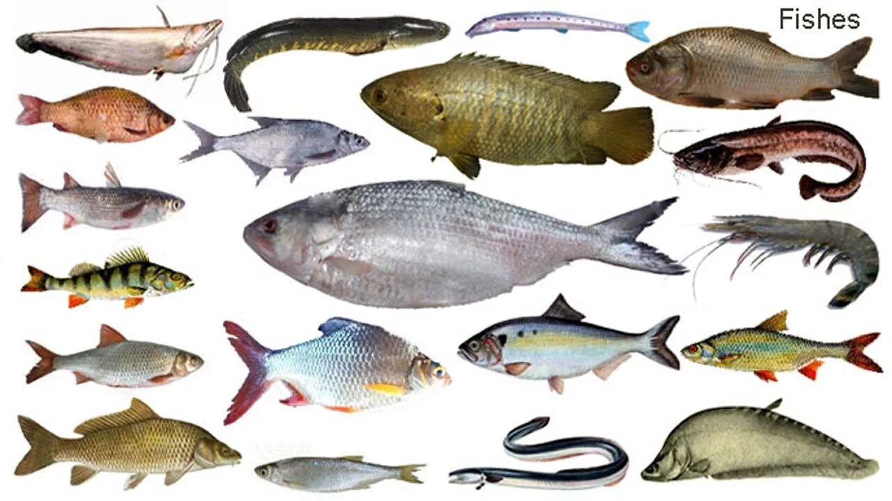 Fish name. Виды рыб. Типы рыб. Виды рыб на английском. Kinds of Fish in English.