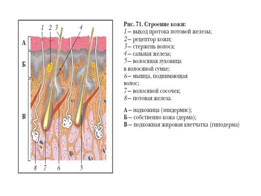 Структура кожи биология 8 класс. Биология 8 класс покровы тела строение и функции кожи. Строение кожи 8 класс биология. Строение кожи рис 90. Кожа человека 8 класс биология
