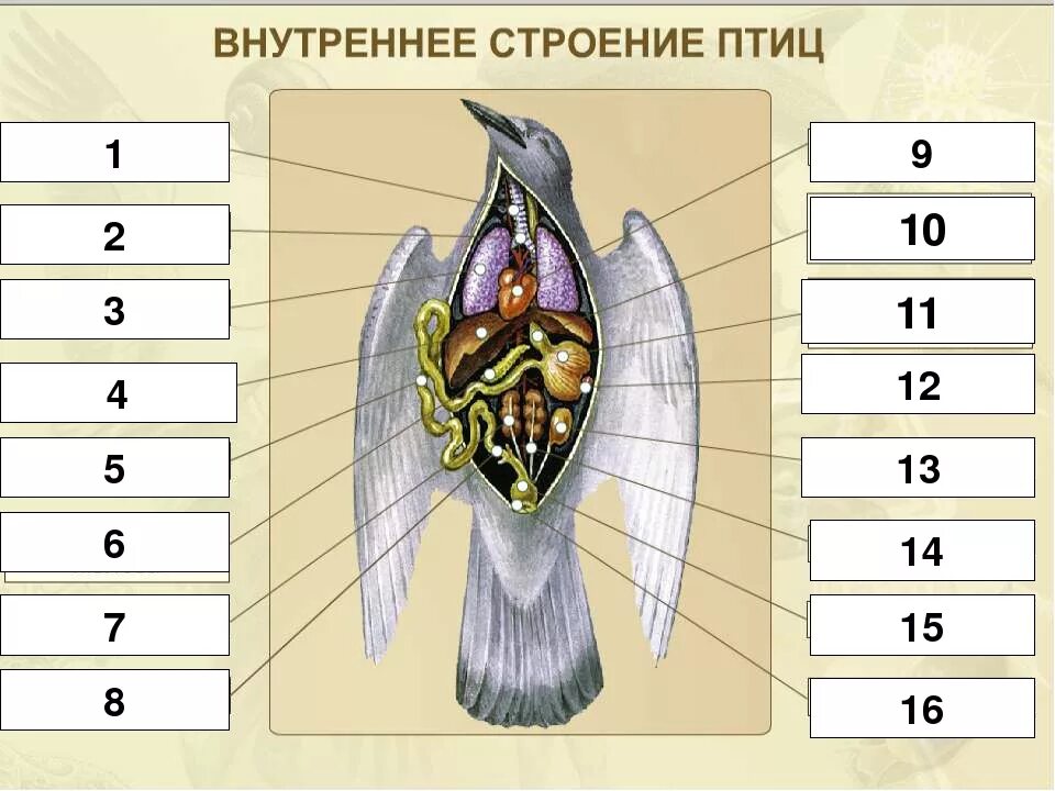 Укажите особенности внутреннего строения птиц. Внутреннее строение птицы биология 7 класс. Строение птицы 7 класс биология. Внутреннее строение птицы схема. Внешнее и внутреннее строение птиц 7 класс биология.