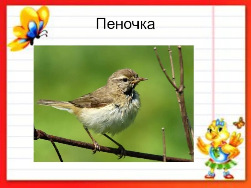 Пеночки ударение. Пеночка птица ударение. пеночка в биологии. пеночка омонимы. омонимы пеночка и овсянка.