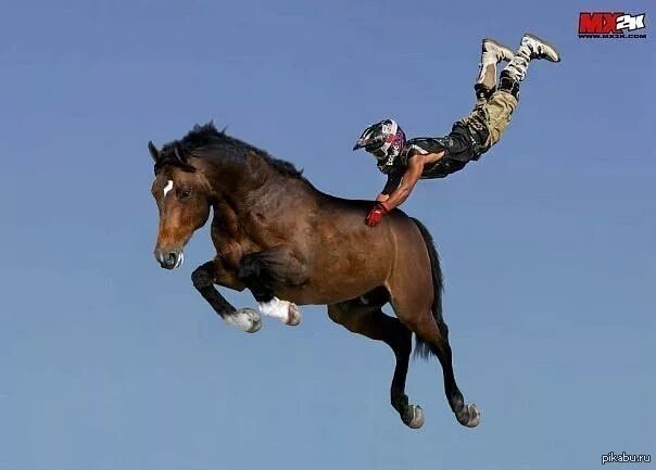 Скачет мс. Лошадь в прыжке. Лошадь прыгает. Лошадь скачет. Каскадер на лошади.