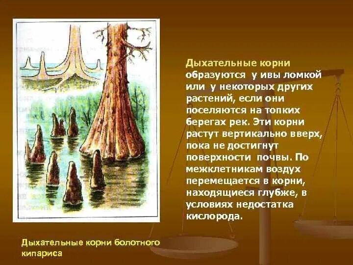Корень дерева функции
