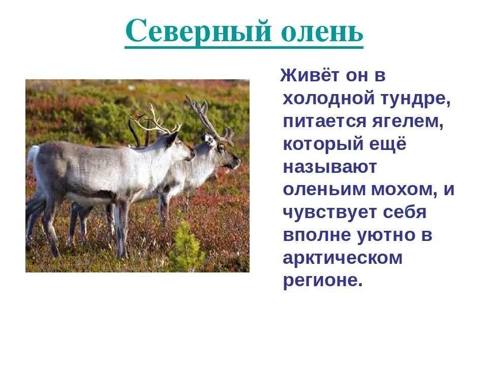 На каком материке живет олень. Северный олень. Животные тундры. Доклад о животных тундры. Северный олень питается.