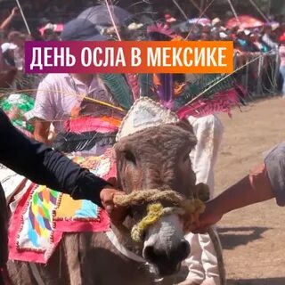 Всемирный день осла