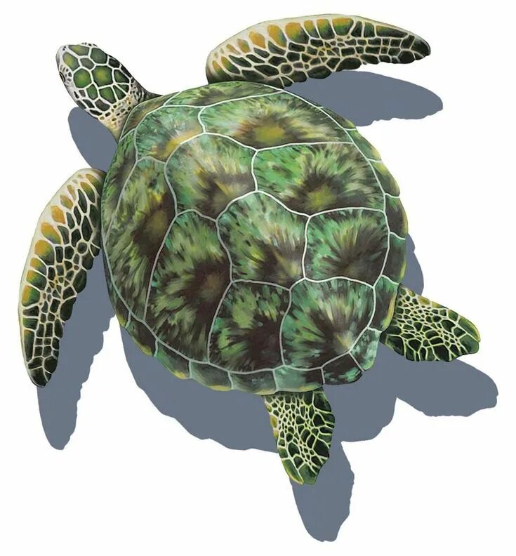 Раскраска черепашка. Панцирь зелёной морской черепахи. Turtle green colour. Зеленая черепаха бисса атлантическая. Панцирь зелёной морской черепахи.