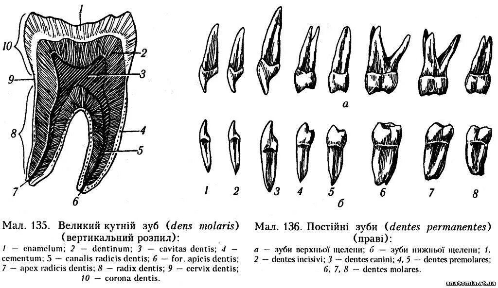 Резцов на латинском. Молочный зуб на латинском. зубы на латыни. верхний большой коренной зуб на латыни.