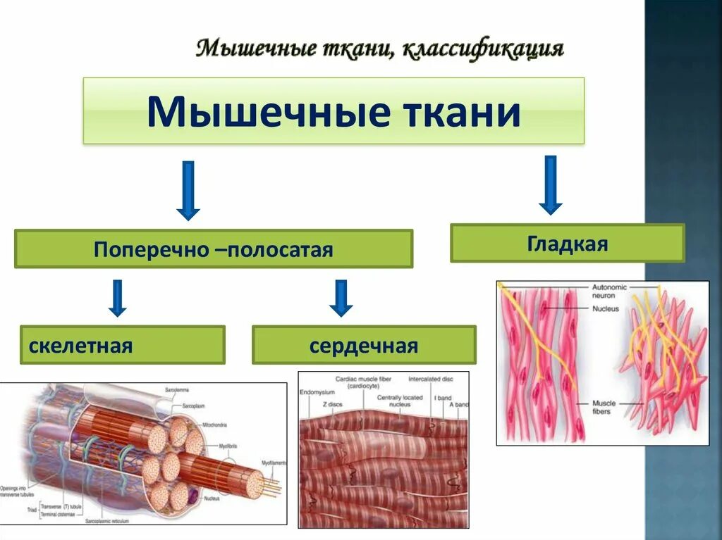 Что образует мышечная ткань. Схема классификации мышечной ткани. поперечно-полосатая мышечная ткань классификация мышечной ткани. классификация мышечной ткани гистология таблица. классификация мышц гистология.