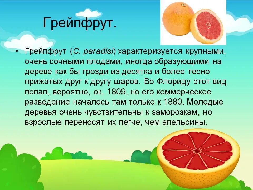 Грейпфрут свойства. Чем полезен грейпфрут для организма. Чем полезен грейпфрут для человека. Чем полезен грейпфрут. Грейпфрут презентация.