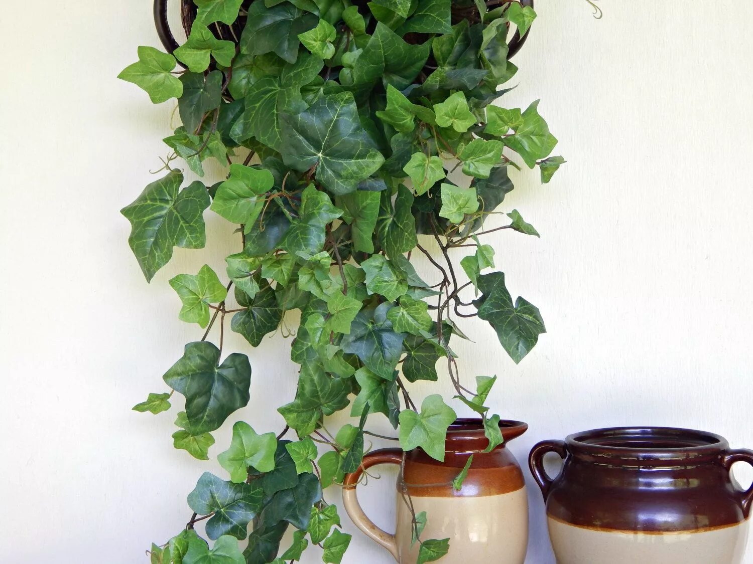 Плющ мужегон. Вьюнок плющ комнатный. Филодендрон ампельный. Вьюн домашний. Вьюн домашний.