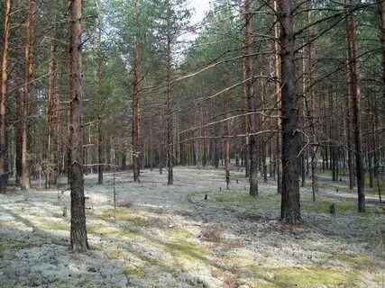 Среди необозримых полей лесов
