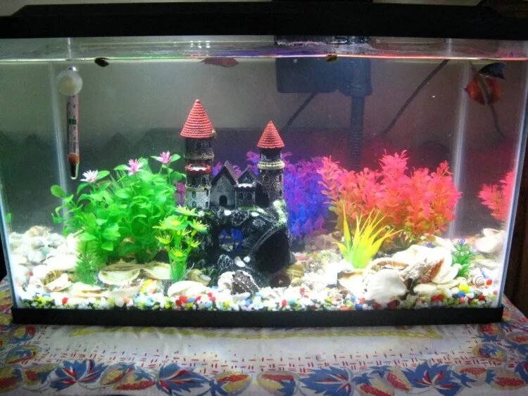 Pin by Donald Robbins on Aquarium fish Cichlids, Aquarium fish, Fish