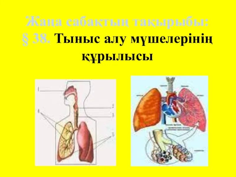 Тыныс алу мүшелері. Тыныс алу презентация фон. Картинка тыныс алу мүшесі. Биология тыныс алу мүшелері цветной сурет.