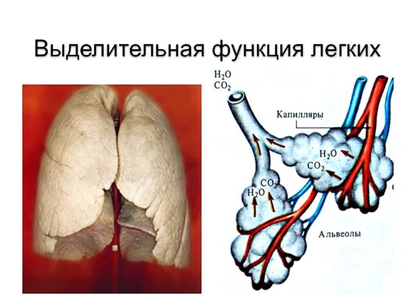 Выделительная функция легких. Легкие выделительная функция. Легкие функции легких. Экскреторная функция легких.