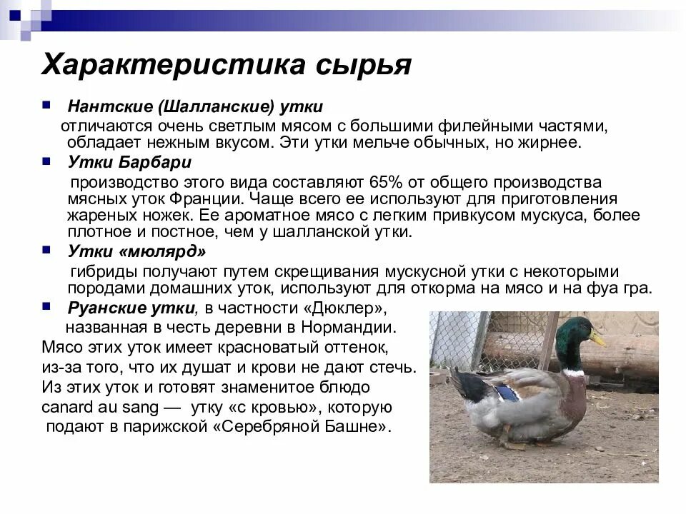Характеристики утиных. Пекинская порода уток. Вес уток черри велли. Мясо утки характеристика. Утка пекинка характеристики.