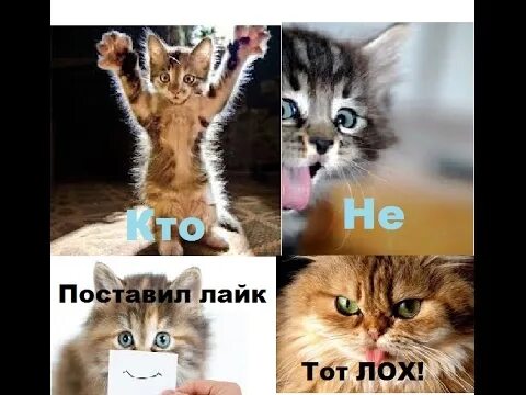 Like tu