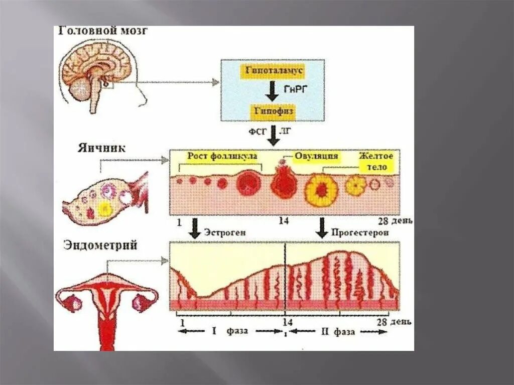 Эндокринной регуляции менструального цикла схемой.. Гормональная регуляция менструального цикла схема. Нейрогуморальная регуляция менструационного цикла схема. Гормональная регуляция менструационного цикла схема. Мужская овуляция