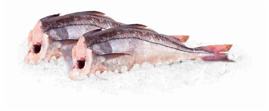 пикша б/г (800-) шт. пикша. пикша г. пикша 0. пикша что за рыба.