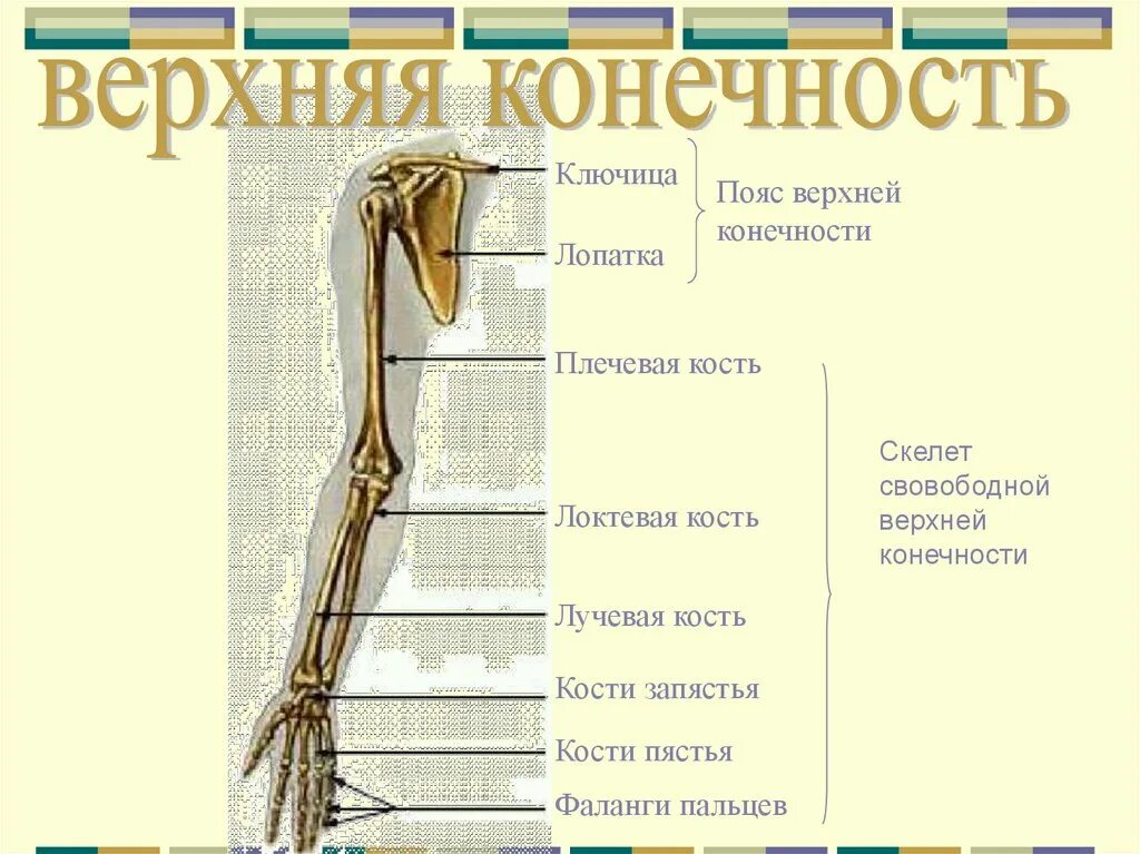 Пояса конечностей. Скелет пояса верхних конечностей. Скелет пояса и свободной верхней конечности. Скелет пояса верхней конечности включает.